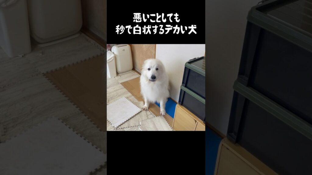 観念して潔く自白する超大型犬　#グレートピレニーズ #greatpyrenees #愛犬 #大型犬パピー #大型犬の日常 #大型犬のいるくらし #犬のいる生活 #癒し #可愛い #小ぶりな大型犬