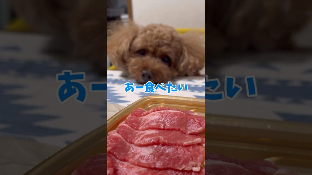 お肉食べたい‼️#shorts #保護犬 #トイプー多頭飼い #トイプードル #犬のいる生活 #可愛い #癒し