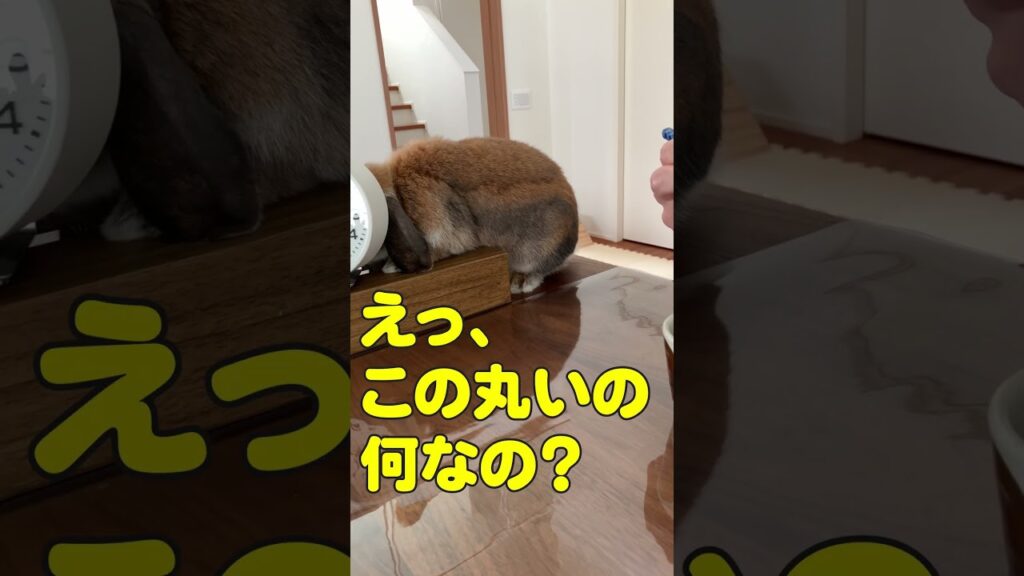 反省してるウサギさん #うさぎ #bunny #pet #癒し #rabbit #うさぎとの生活 #shorts