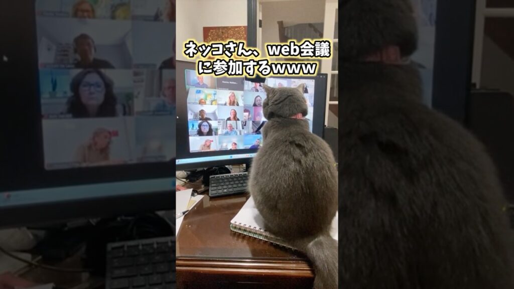 ネッコの動画見てニヤけたら負けwww #猫 #猫のいる暮らし #猫動画 #かわいい #癒し #2ch動物スレ