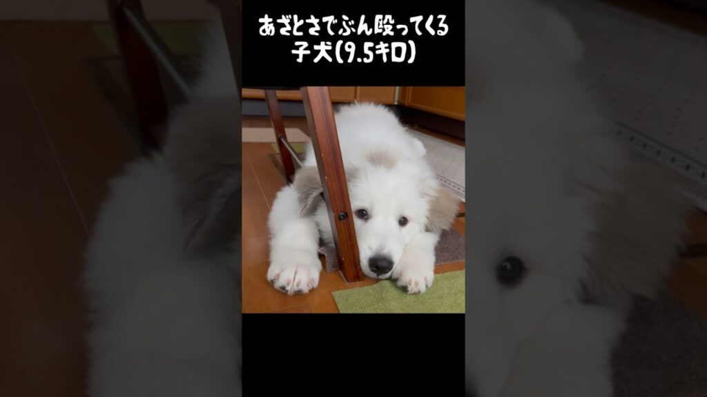 あざとさでぶん殴ってくる超大型犬の子犬　#greatpyrenees #グレートピレニーズ #puppy #小ぶりな大型犬 #愛犬 #大型犬パピー #犬のいる生活 #癒し #ゴールデンレトリバー