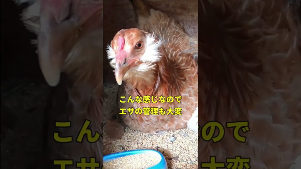 飼い主にも容赦がない母ニワトリ   #癒し #ニワトリ #動物 #animals