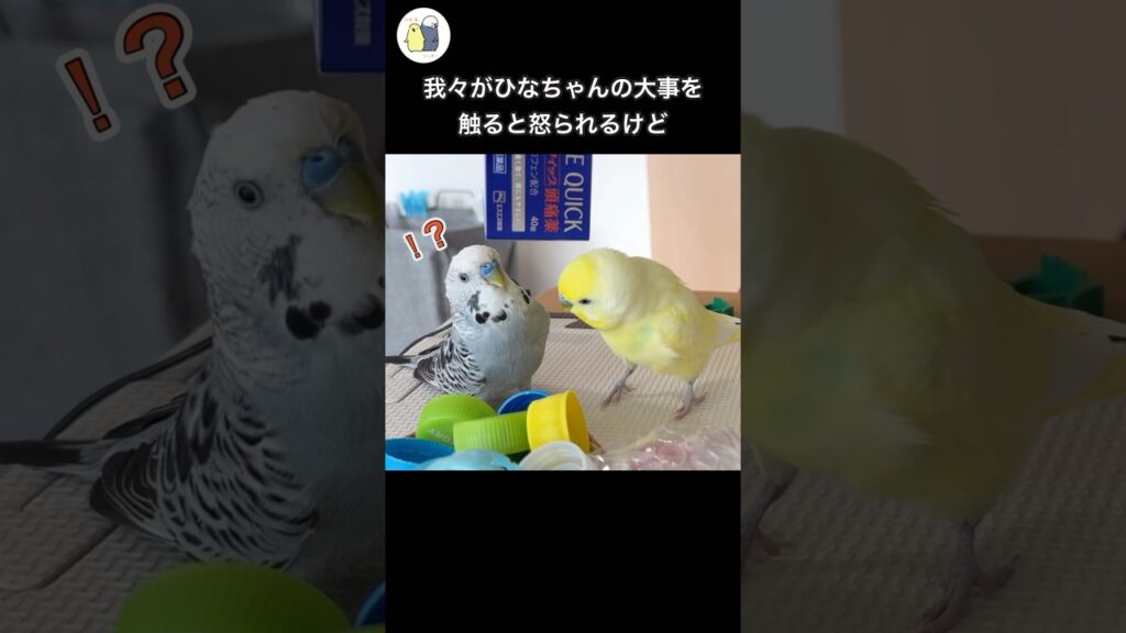 つっきーだけ特別感がすごい#癒し #インコ#shorts