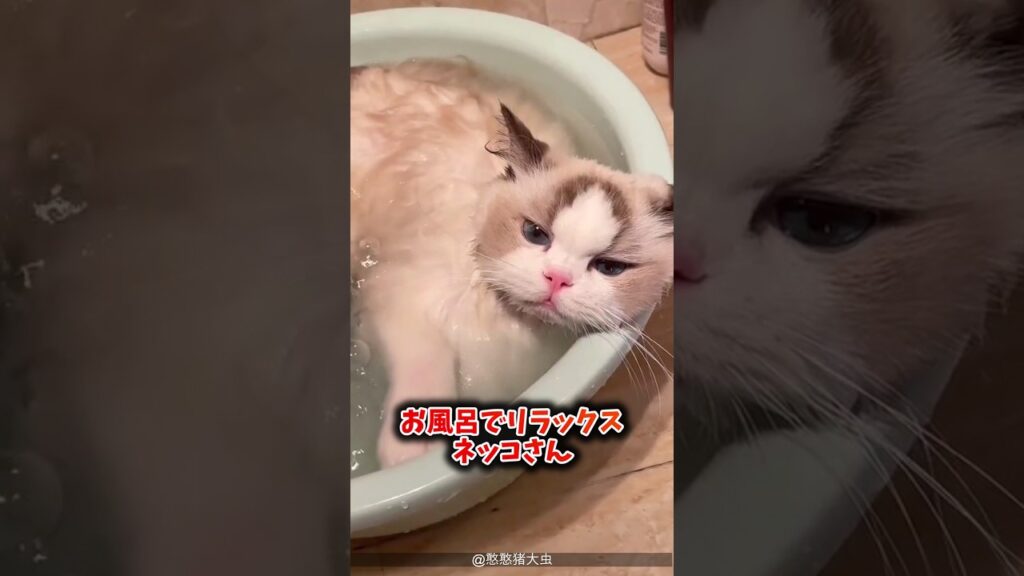 ネッコさん動画見てニヤけたら勝ちwww #猫  #癒し #動物