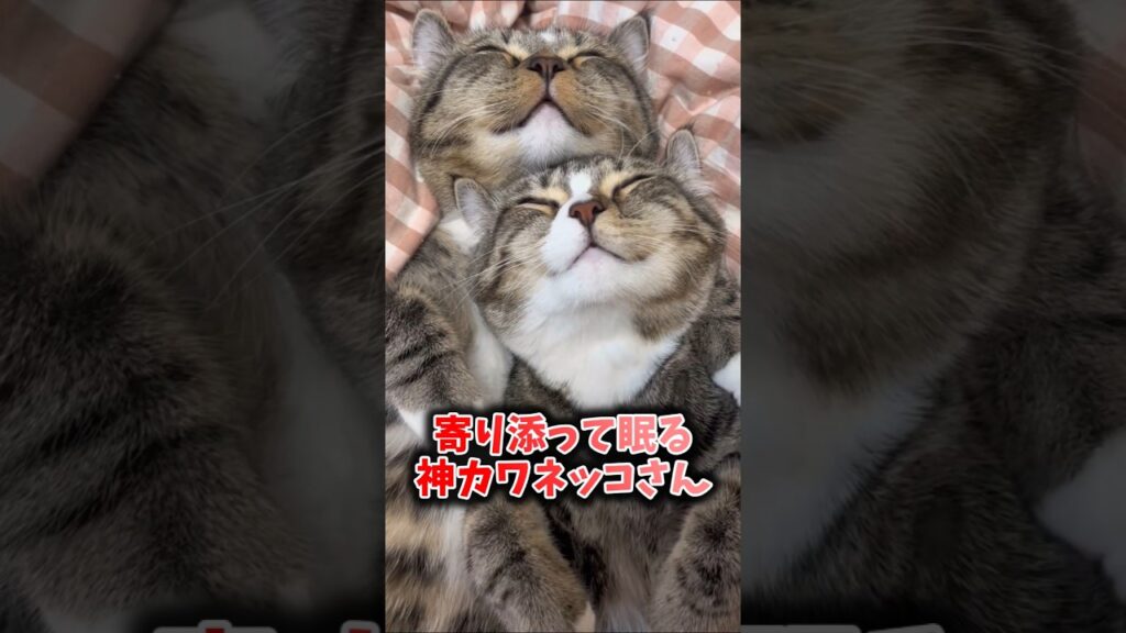 ネッコさん動画見てニヤけたら勝ちwww #動物 #ネコ #癒し