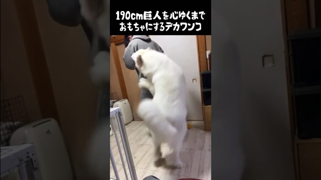 愛犬におもちゃにされる190cm巨人　#グレートピレニーズ #greatpyrenees #可愛い #ゴールデンレトリバー #小ぶりな大型犬 #愛犬 #犬のいる生活 #癒し #大型犬パピー