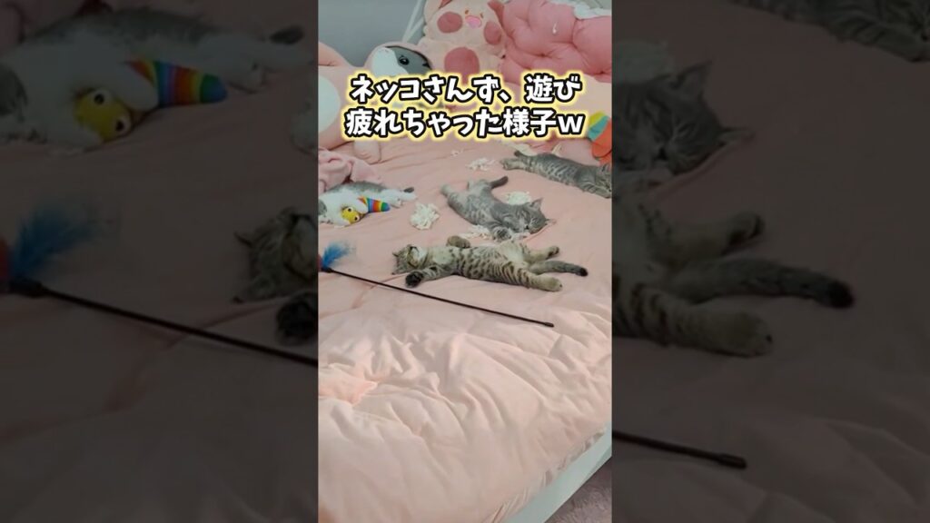 ネッコの動画見てニヤけたら負けwww #猫のいる暮らし #猫 #猫動画 #かわいい #癒し #ペット #2ch動物スレ