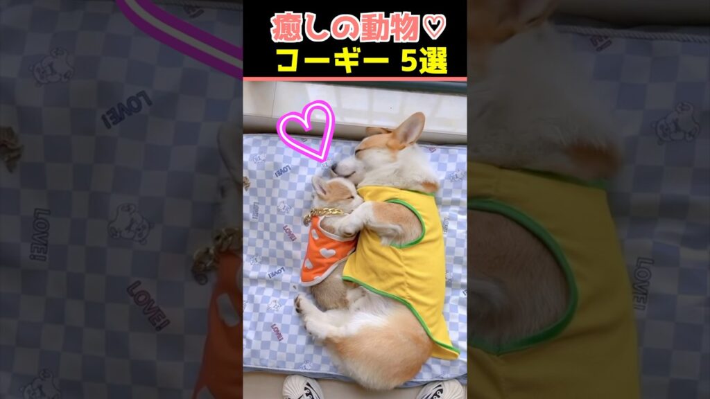 【癒しのコーギー】SNSでバズった動物かわいい犬動画５選！【Healing Corgis】 5 Adorable Dog Videos That Went Viral on Social Media!