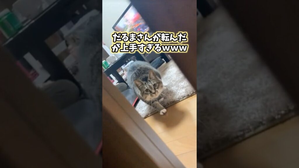 ネッコの動画見てニヤけたら負けwww #猫 #猫動画 #猫のいる暮らし #ねこ #かわいい #癒し #2ch動物スレ