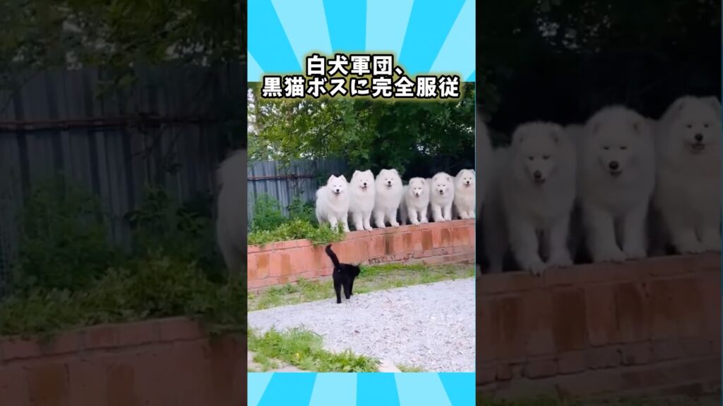 犬さんの動画見てほっこりしたらおやすみwwwww #動物　#ほっこりショート