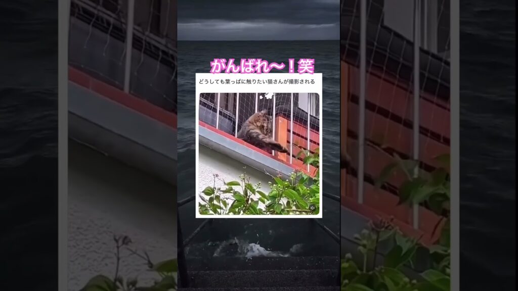 可愛すぎる笑 #shorts#動物#かわいい#可愛い#癒し#癒し動画 #猫 #頑張る