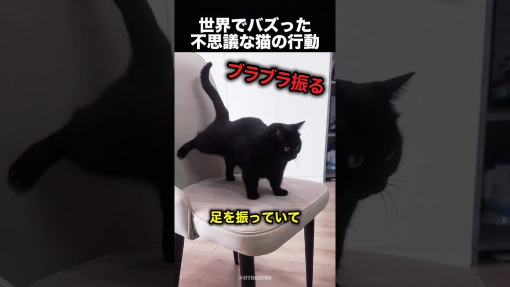 「もしかして天才？」猫の嗅覚がすごすぎた！