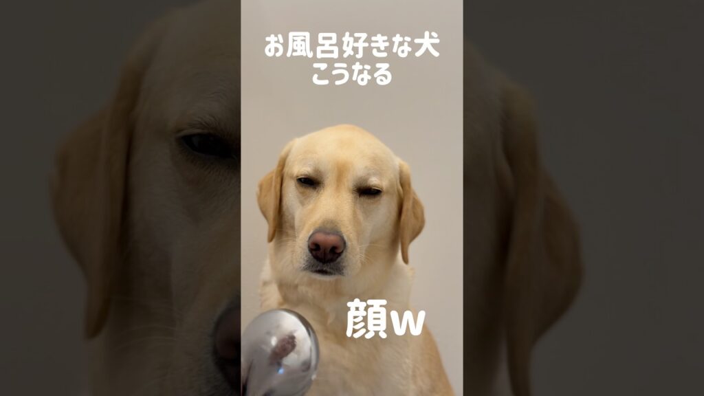 お風呂好きな犬、こうなる★#shorts #labradorretriever #ラブラドールレトリバー #可愛い #癒し #お風呂 #bathtime #大型犬 #ぼんちゃん #温泉
