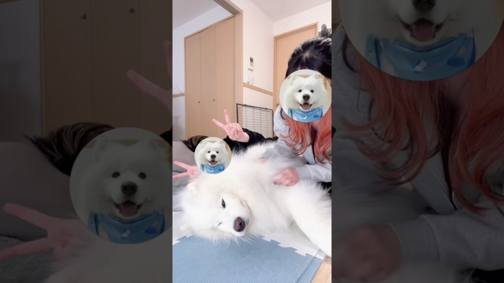 寝てるサモエドに「もしもし？聞こえてる？」 #samoyed #サモエド #癒し