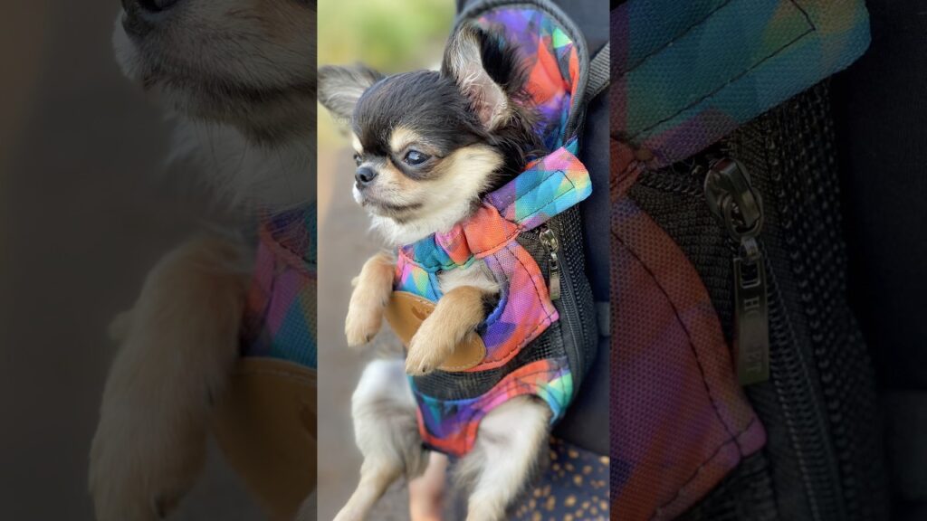 ぷらんぷらん散歩、パピー時代のえびちゃん♡ #shorts #チワワ #癒し #puppy