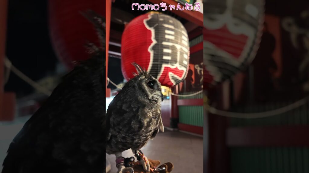 Momoと夜の浅草 雷門♪ #アビシニアンワシミミズク #フクロウ #owl #癒し