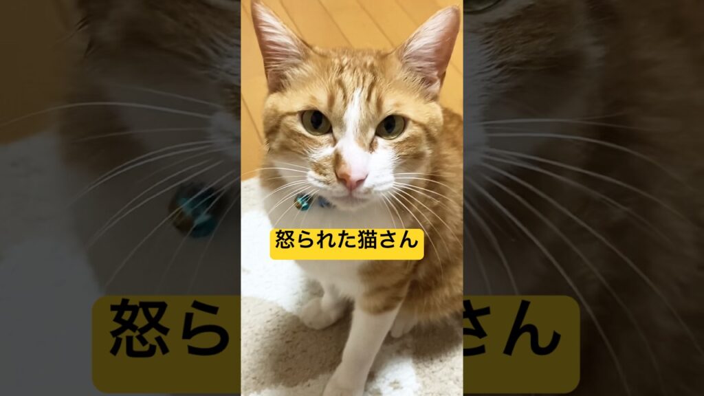 ママに怒られたシリーズ#猫動画 #ねこ#癒し