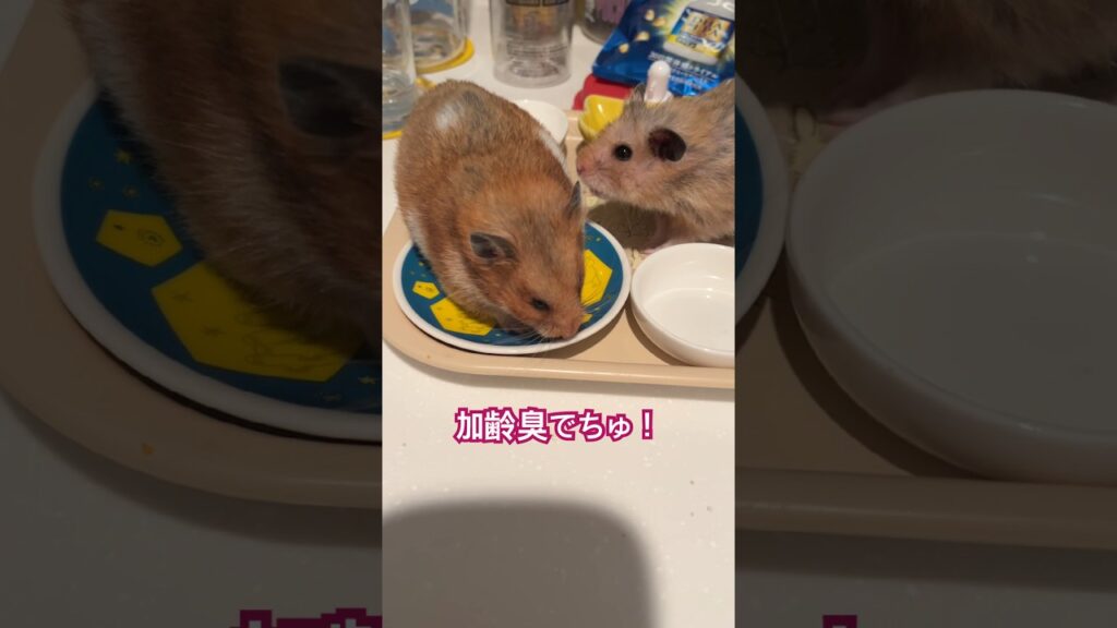 ハムスターも高齢化社会へ #ハムスター #hamster #ハムスターかわいい面白い #癒し #ゴールデンハムスター