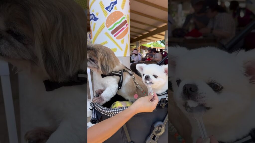 これからも応援宜しくわん🐶 #元気になる動画 #癒し ＃犬のイベント