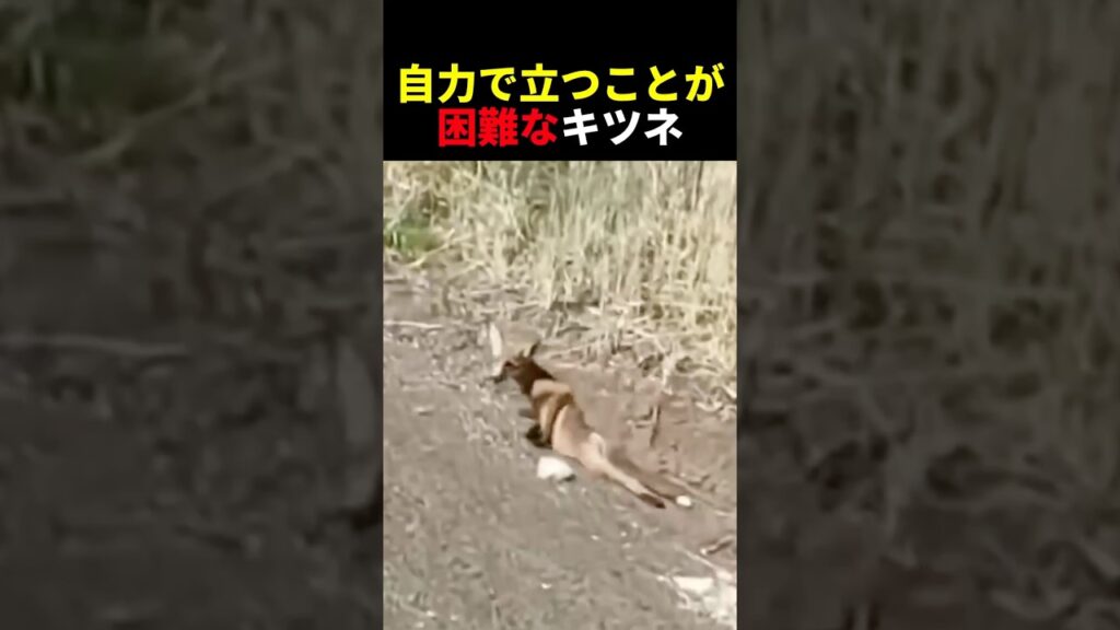 自力で立つことが困難なキツネ #動物 #ペット #かわいい #癒し #animals #きつね