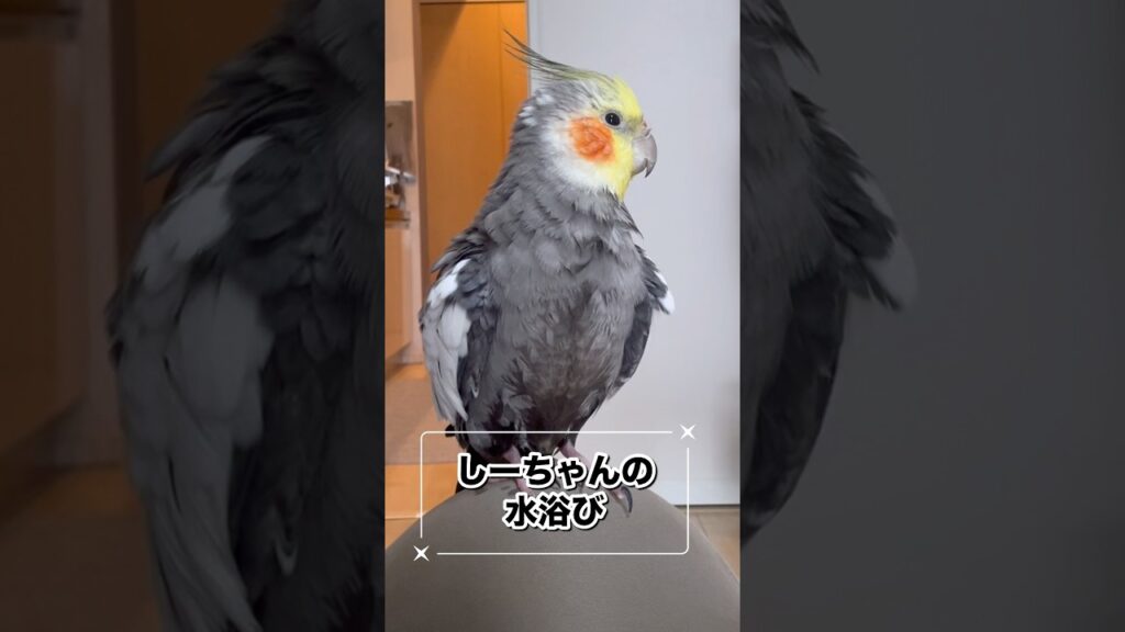 しーちゃんの水浴び #オカメインコのいる暮らし #かわいい #かわいい #癒し #オカメインコパール #birds #インコ #cockatiel