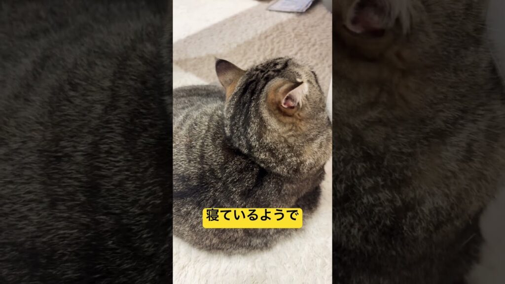 寝たふりにゃんこ#cute #cat #ねこ #猫 #癒し