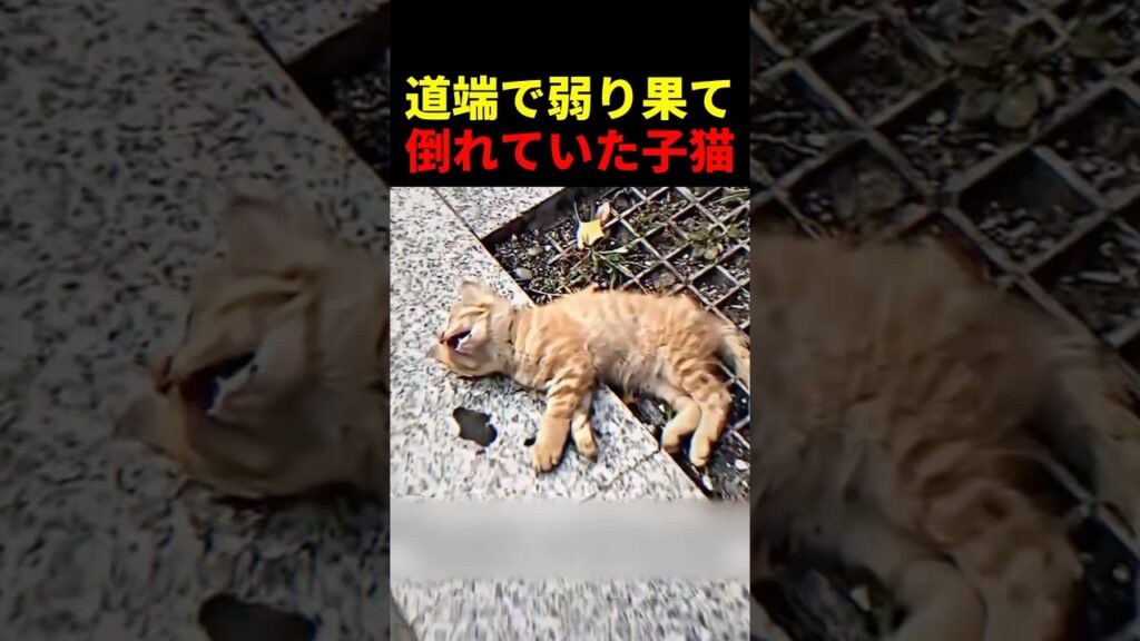 道端で弱り果て倒れていた子猫 #動物 #ペット #かわいい #癒し #animals #猫 #子猫