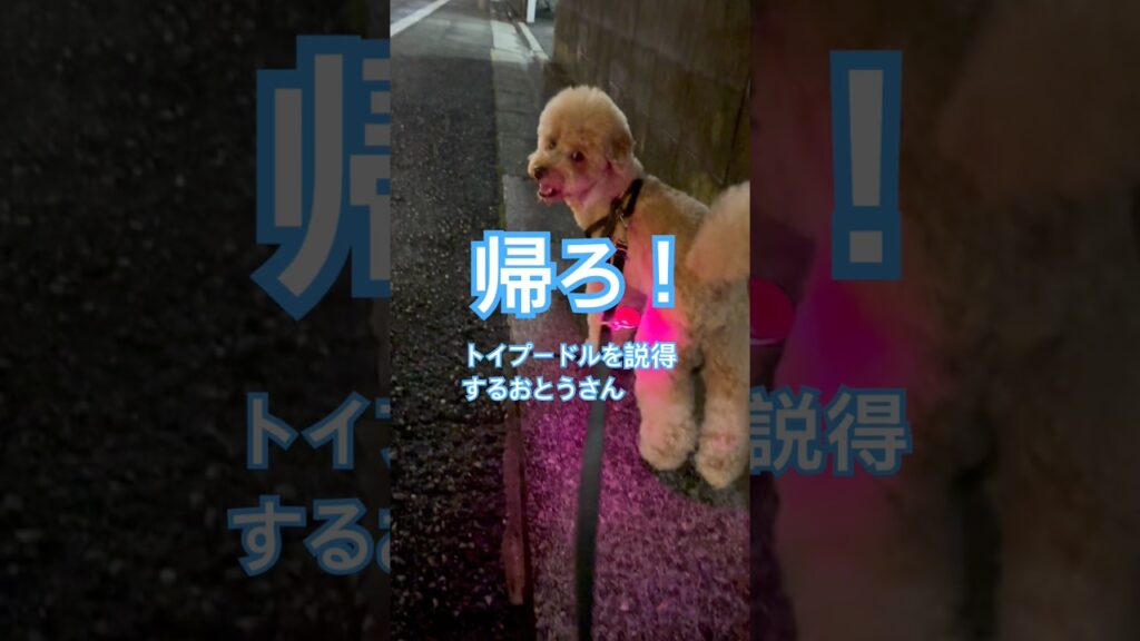 かえろ！なぜなら #dog #doglife #トイプードル #可愛い #癒し #犬のいる生活 #犬のいる暮らし #shorts #toypoodle