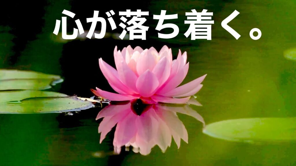 【夏の癒しBGM】心が落ち着く優しいリラックス音楽、自律神経を整え不安やストレス解消のためのヒーリングミュージック/睡眠用・作業用・勉強用BGM