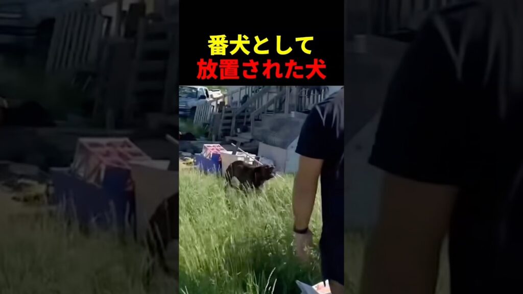 番犬として放置された犬 #動物 #ペット #かわいい #癒し #animals #犬
