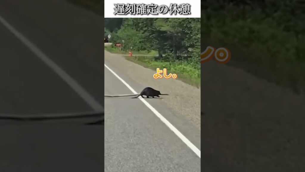 動物のおもしろ動画にツッコミどころ満載なアフレコしてみた＃495【気持ち】【ハプニング映像】#shorts　#アフレコ #面白動画