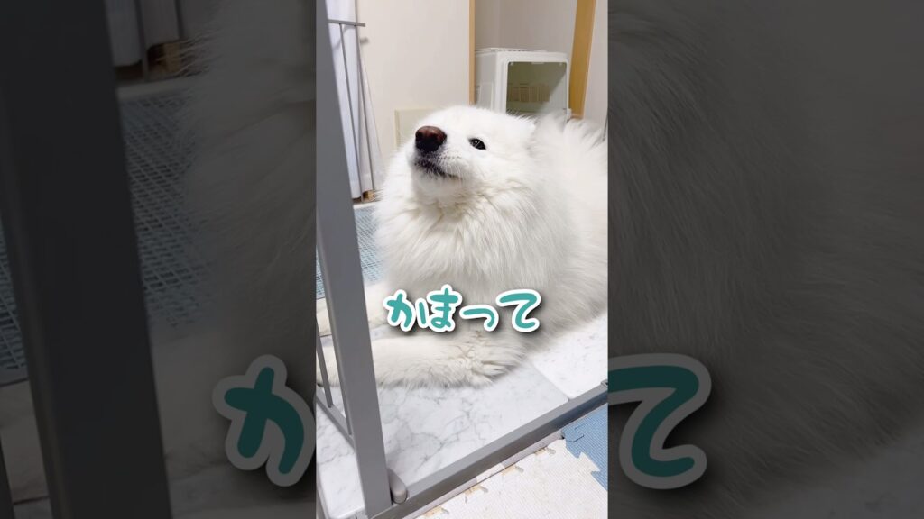 仕事中に甘えて呼んでくるサモエドが可愛すぎる #サモエド #samoyed #癒し