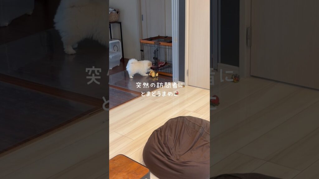 突然の訪問者にとまどうポメラニアンまめこ #dog #ポメラニアン #癒し #犬のいる生活