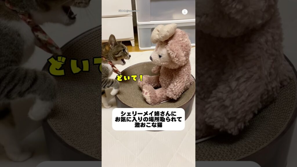 お気に入りの場所を取られた猫、最後の行動が可愛すぎた💕　　#猫　#ねこ　#可愛い猫　#猫のいる暮らし #癒し