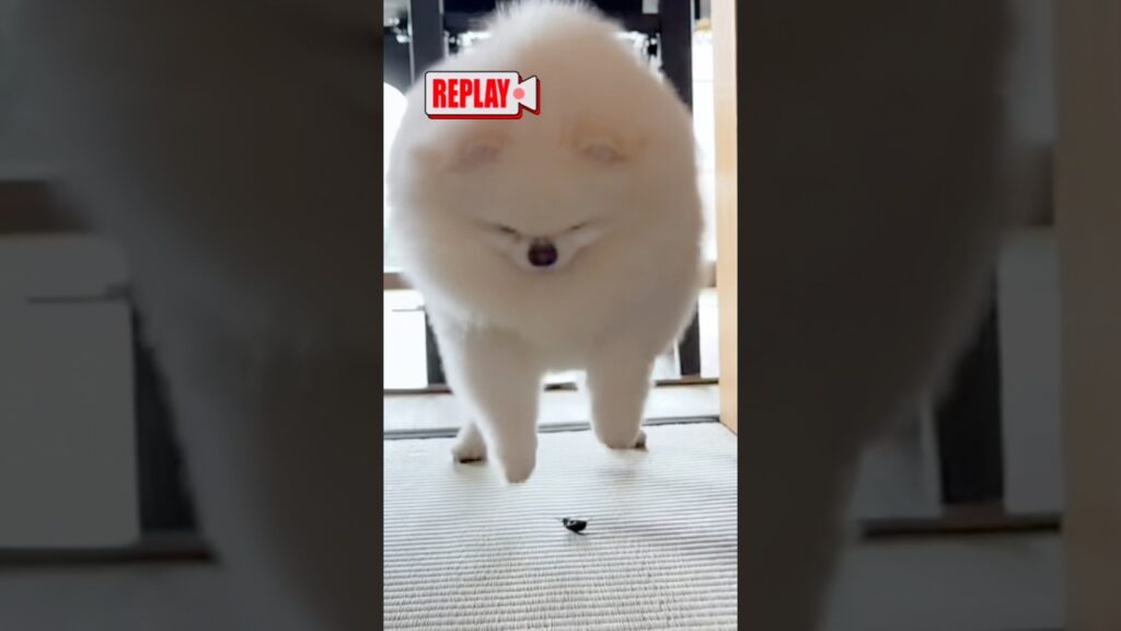 コガネムシにビビり散らかすポメラニアン　#ポメラニアン #犬動画 #癒し