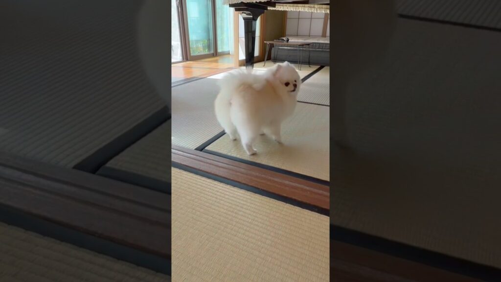 絶対どこかにいると思い込んでるポメラニアン　#ポメラニアン #アメリカ生活  #癒し
