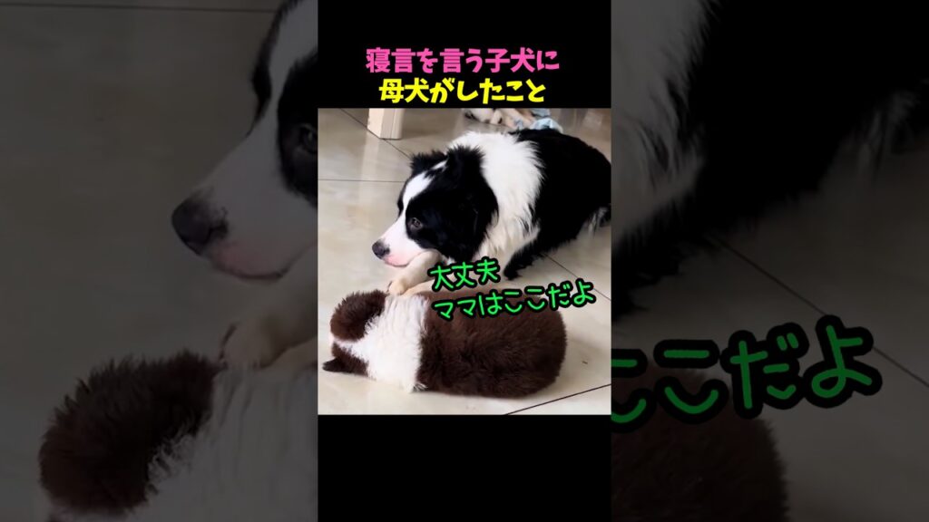 寝言を言う子犬に母犬がしたこと