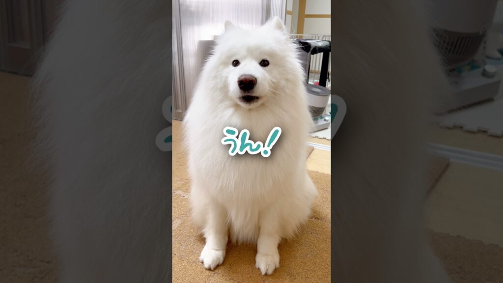 【喋る犬】デスク横のかわい子ちゃんが背中のチャックを認めました！ #サモエド #samoyed #癒し
