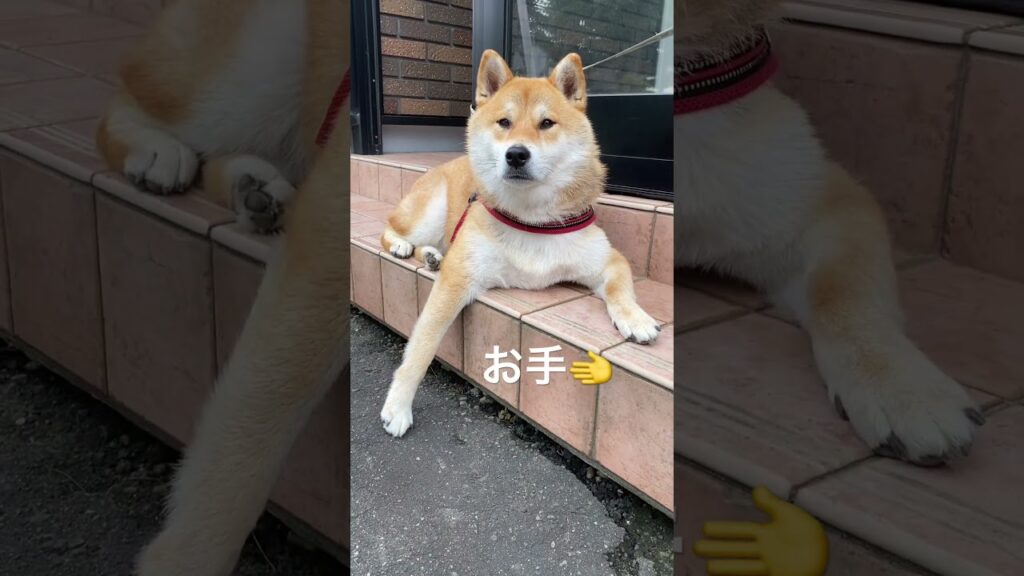 #張り手 #タロ #柴犬 #癒し #お手