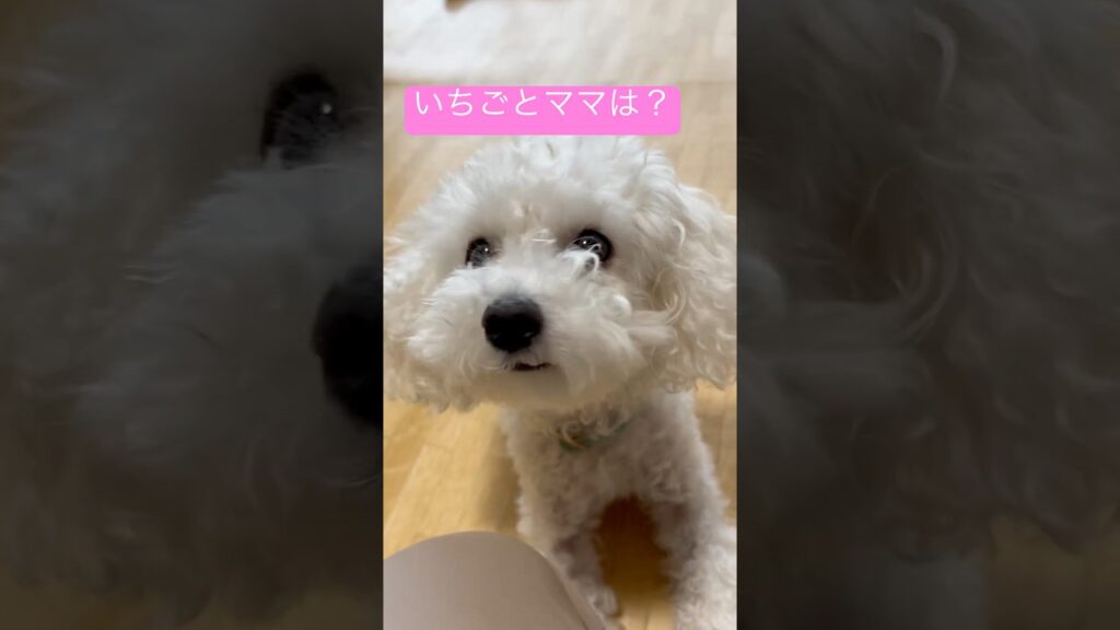 【告白】いちごよりパパが好きって言ったら、パパが泣いた。 #トイプードル #shorts #share #犬のいる生活 #癒し #cute #pets