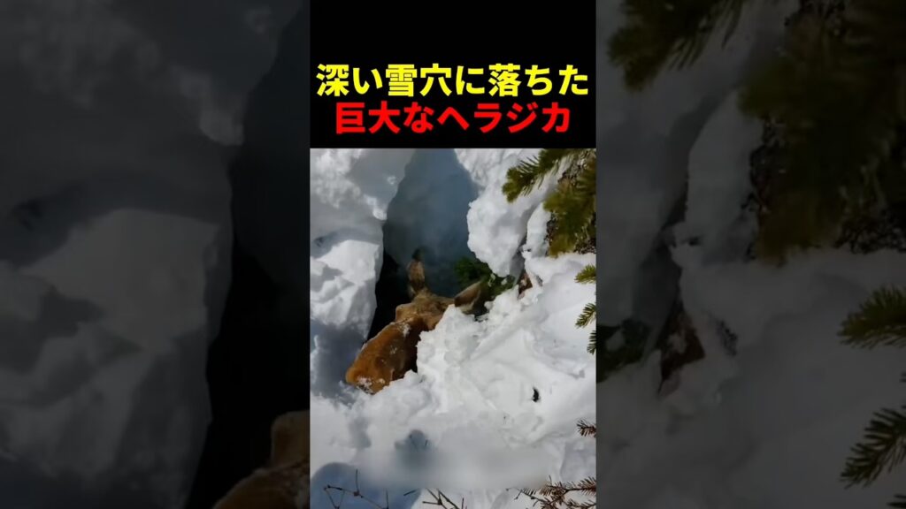 深い雪穴に落ちた巨大なヘラジカ #動物 #ペット #かわいい #癒し #animals #ヘラジカ