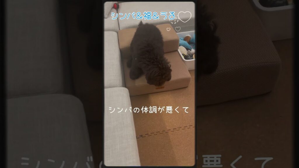 シンバ＆福＆うる　#トイプードル #dog #癒し #犬のいる生活 #いやしわんこ #愛犬 #toypoodle #可愛い ＃犬の緑内障 #癒し