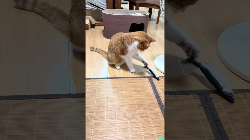 お魚をさばききれない玉次郎😂#ねこ #猫 #癒し#玉ちゃん #shorts