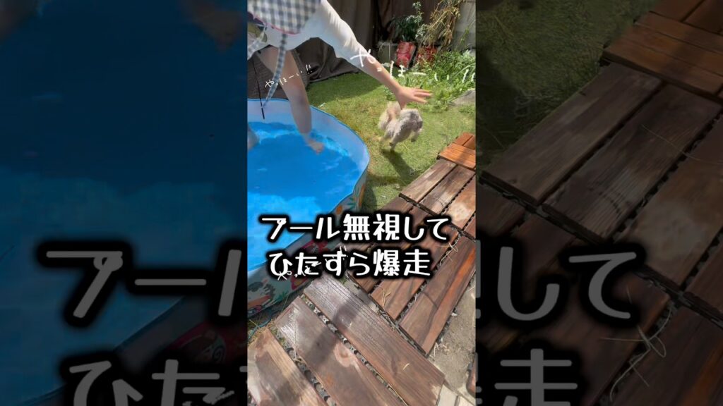 遊び方ちょっと間違ってそう #トイプードル #犬 #癒し #ゴマちゃん #夏 #プール #家