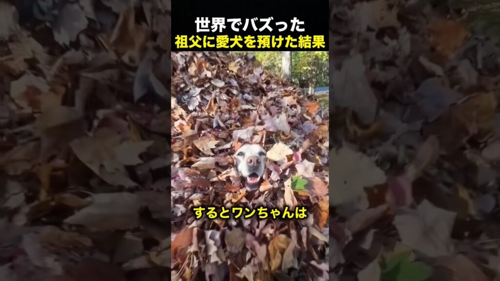 愛犬を祖父に預けた結果…飼い主より楽しそうに過ごしていた！