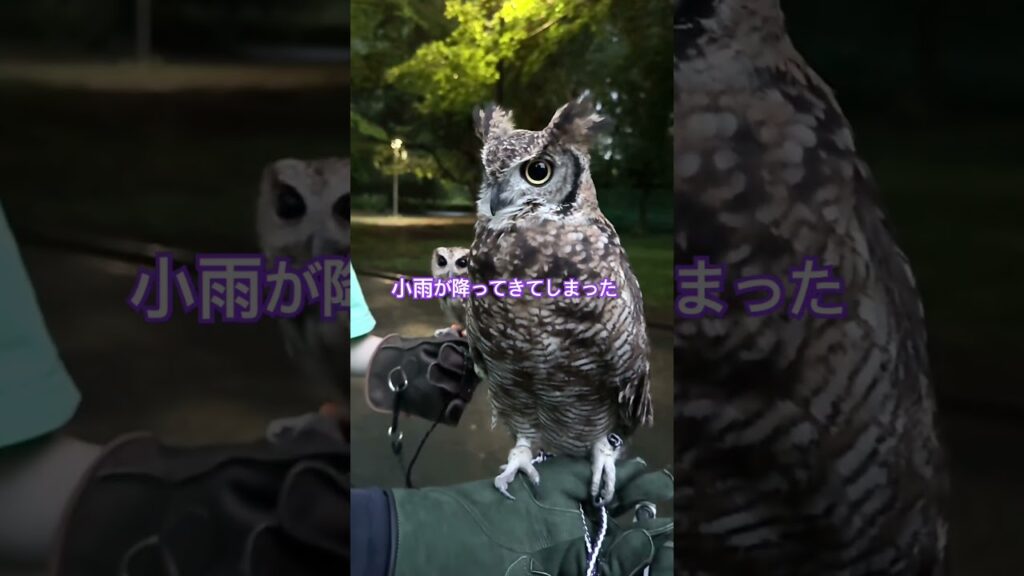 夕方散歩。#アフリカワシミミズク #フクロウ #癒し #かわいい #ペット #owl #bird #cute #animals #pets