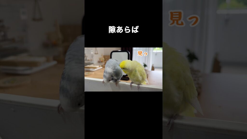 モフりたくなるフォルム  #フワフワ#ジャンボセキセイインコ#癒し