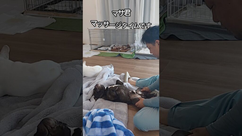 毎朝のルーティン #フレンチブルドッグ #フレブル #フレンチブルドッグ #ルーティン #癒し