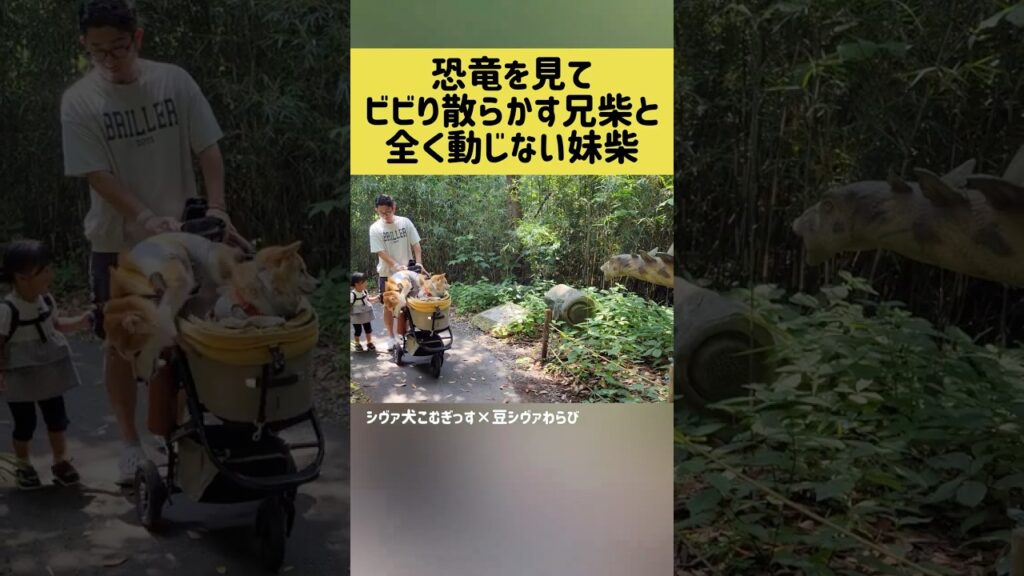 恐竜を見てビビり散らかす兄柴と全く動じない妹柴犬 #柴犬 #shorts #shortvideo
