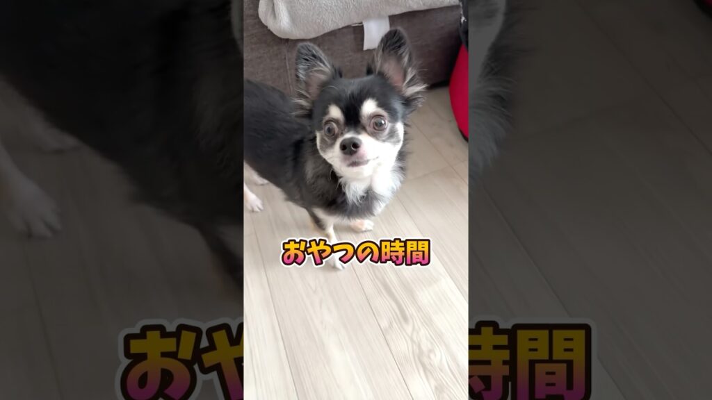 犬、しっかり噛めよ。 #犬との暮らし #chihuahua #dog #チワワ #癒し #可愛い